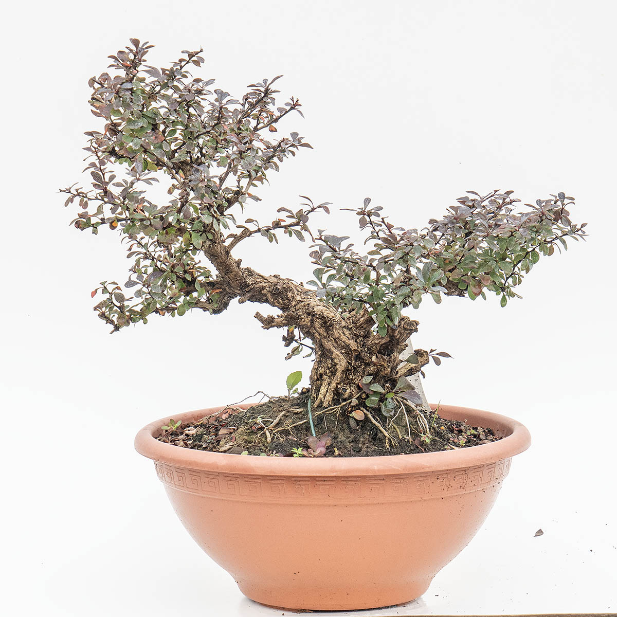 BERBERIS H. PIANTA 30 CM