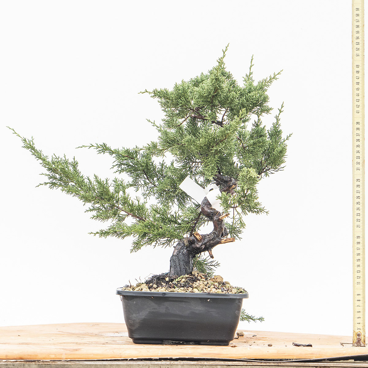 JUNIPERUS ITOIGAWA INNESTATO ALLA BASE (Ginepro) H Pianta 38 cm