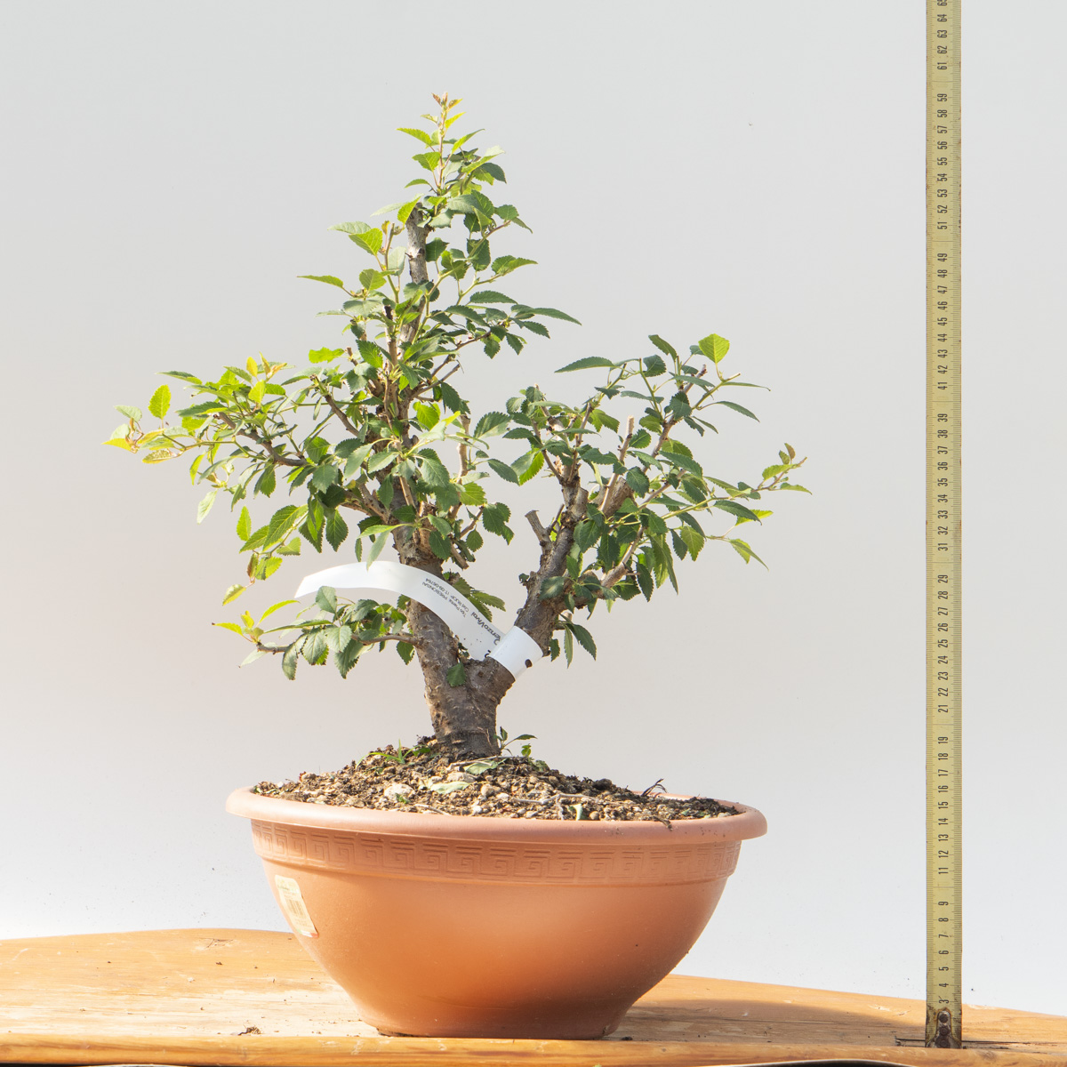 Ciliegio Giapponese KOJO-NO-MAI h Pianta 52 cm