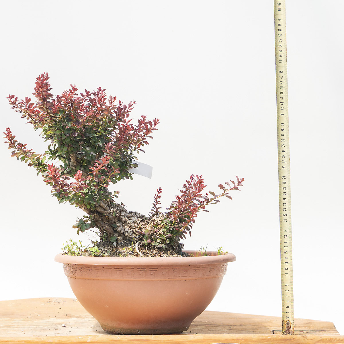 BERBERIS h. Pianta 36 cm