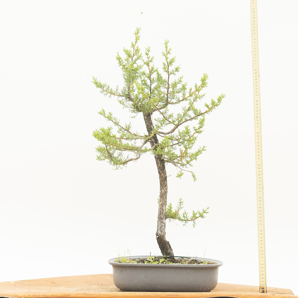 CUPRESSUS YAMADORI (Cipresso) h. Pianta 70 cm