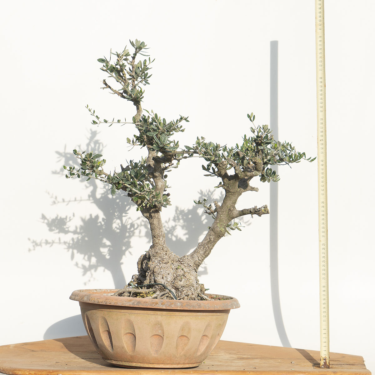 Olea Sylvestris (OLIVASTRO) h. Pianta 60 cm