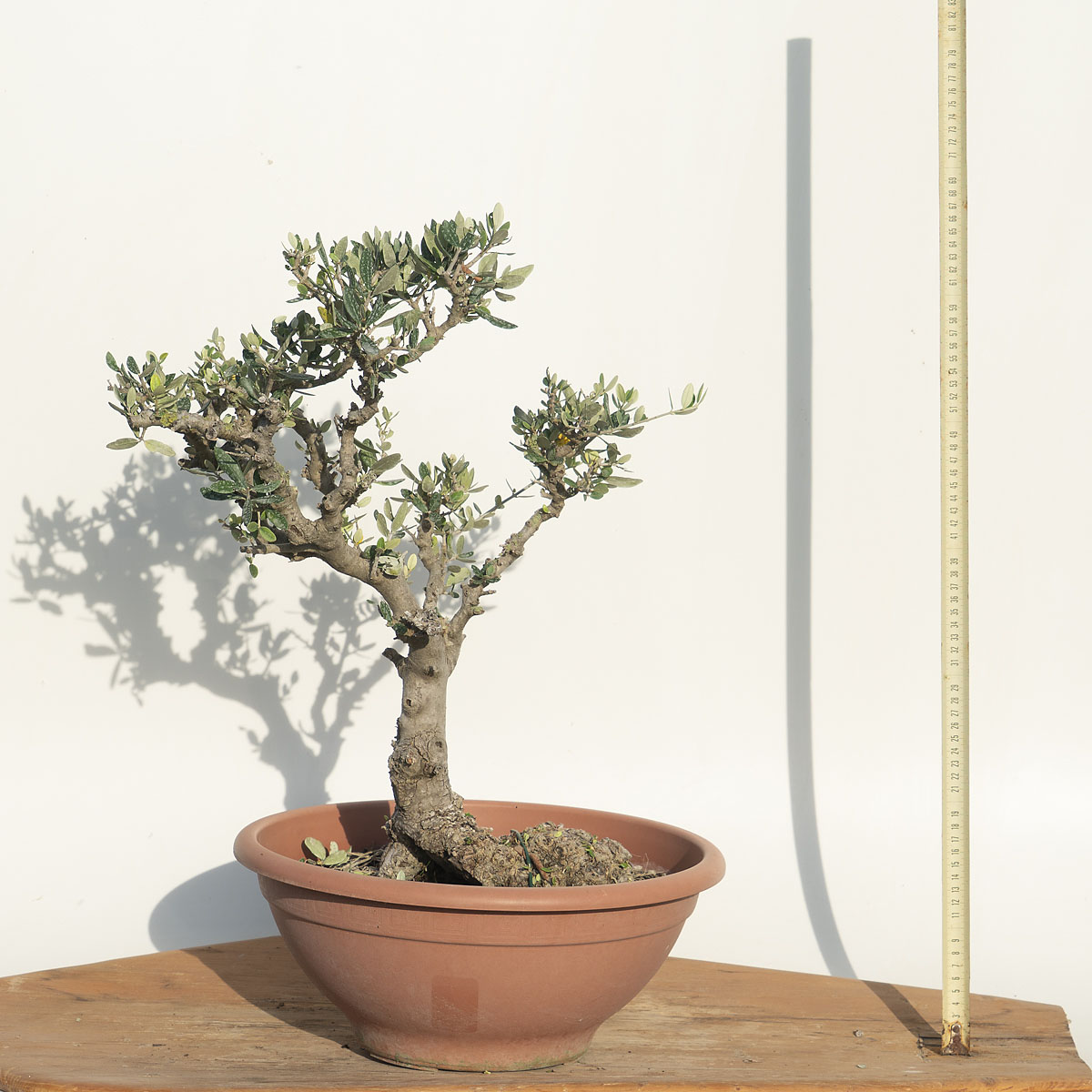 Olea Sylvestris (OLIVASTRO) h. Pianta 54 cm