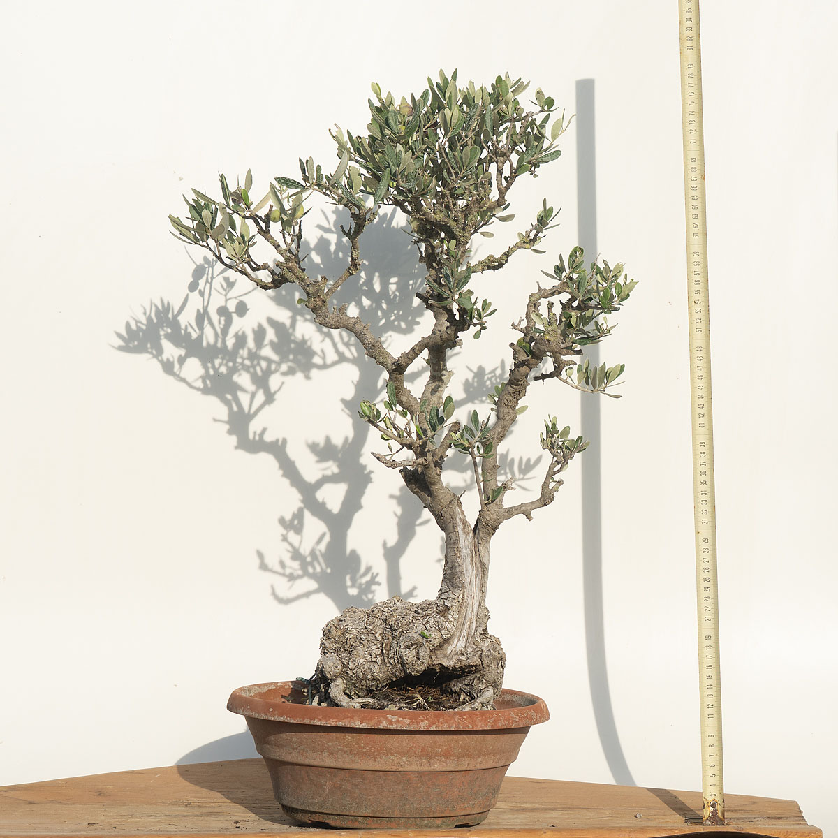 Olea Europea (OLIVO) h. Pianta 65 cm